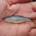 Western Blacktail Shiner - Photo (c) Fishes of Texas team, some rights reserved (CC BY-SA), uploaded by Fishes of Texas team