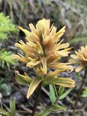 Castilleja elata