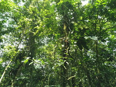 Syngonium macrophyllum