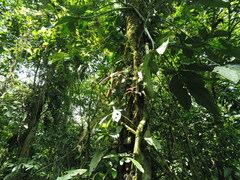 Syngonium macrophyllum