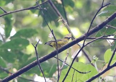 Pachycephala hypoxantha