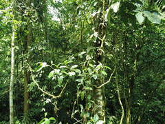 Syngonium macrophyllum
