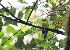 Pachycephala hypoxantha