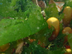 Halosaccion glandiforme