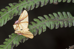 Trotocraspeda divaricata