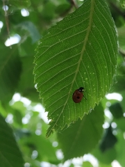Adalia bipunctata