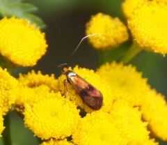 Nemophora fasciella