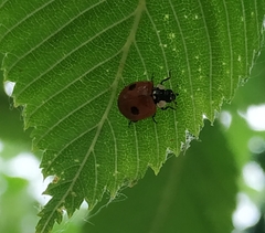 Adalia bipunctata