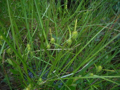 Carex cryptolepis
