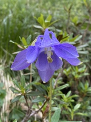 Aquilegia alpina