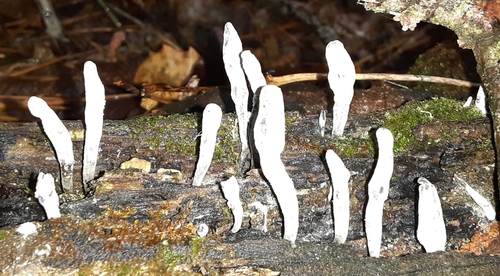 Finger Lakes Trail (Eastern Finger Lakes Region)