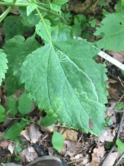 Ageratina altissima