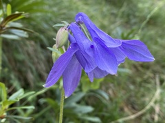 Aquilegia alpina