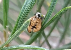 Harmonia axyridis