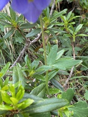 Aquilegia alpina