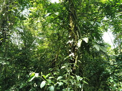 Syngonium macrophyllum