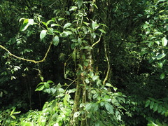 Syngonium macrophyllum