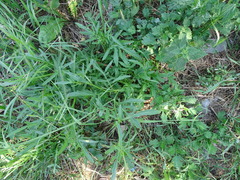 Diplotaxis tenuifolia