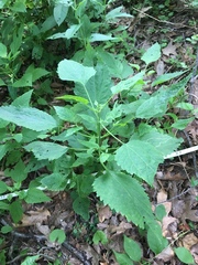Ageratina altissima