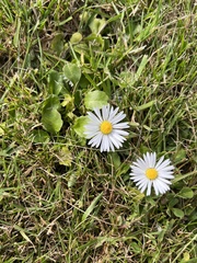 Bellis perennis