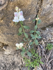 Antirrhinum majus