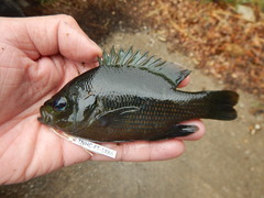 Lepomis miniatus