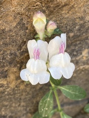 Antirrhinum majus
