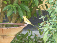 Ploceus cucullatus