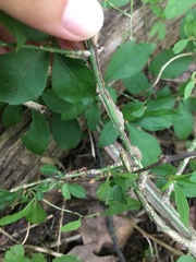 Euonymus alatus