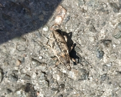 Asproparthenis punctiventris