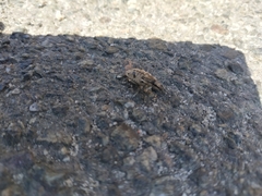 Asproparthenis punctiventris