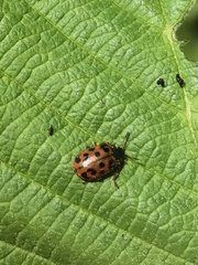 Chrysomela mainensis