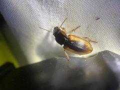 Anisodactylus discoideus