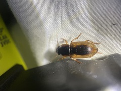 Anisodactylus discoideus