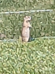 Urocitellus beldingi