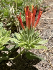 Monardella macrantha