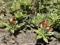 Monardella macrantha