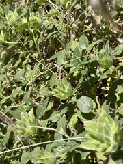 Monardella macrantha