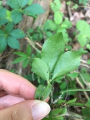 Euonymus alatus