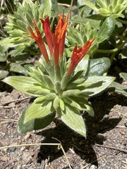 Monardella macrantha