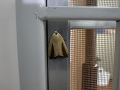 Xanthodes intersepta