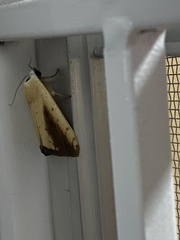 Xanthodes intersepta