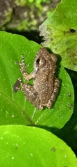 Pseudophilautus wynaadensis