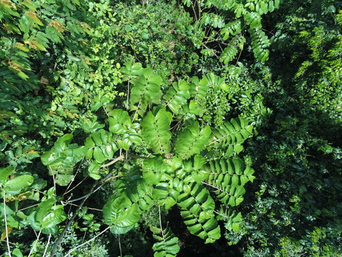 Castilla elastica - Whole tree