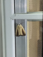 Xanthodes intersepta