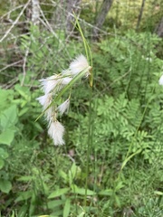 Eriophorum viridicarinatum