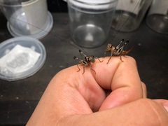 Lipotactes truncatus