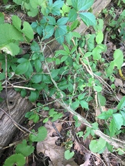 Euonymus alatus