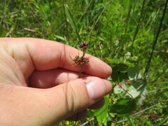 Rhynchospora recognita
