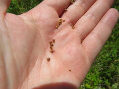 Rhynchospora recognita